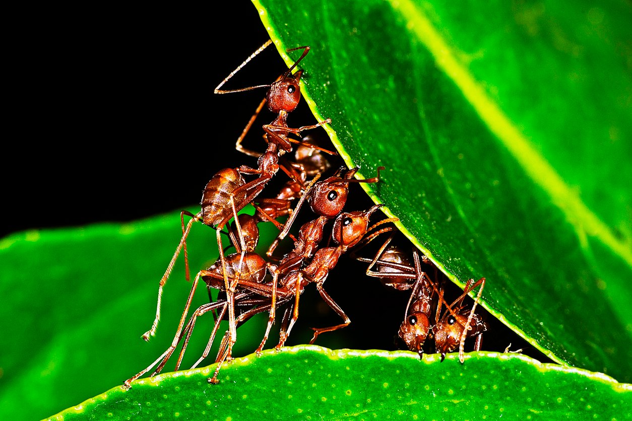 Fleet-Teamwork-Ant-Ants