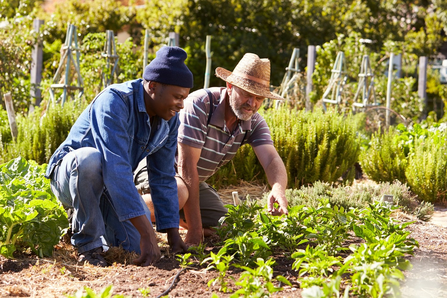 Community gardens can help people connect and cope urban loneliness.