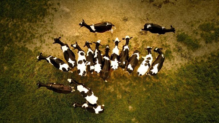 Connected cows show us the future of agriculture