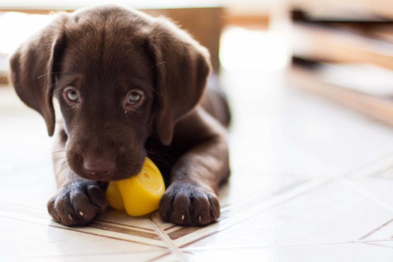 The secret lives of pets - revealed through indoor mapping