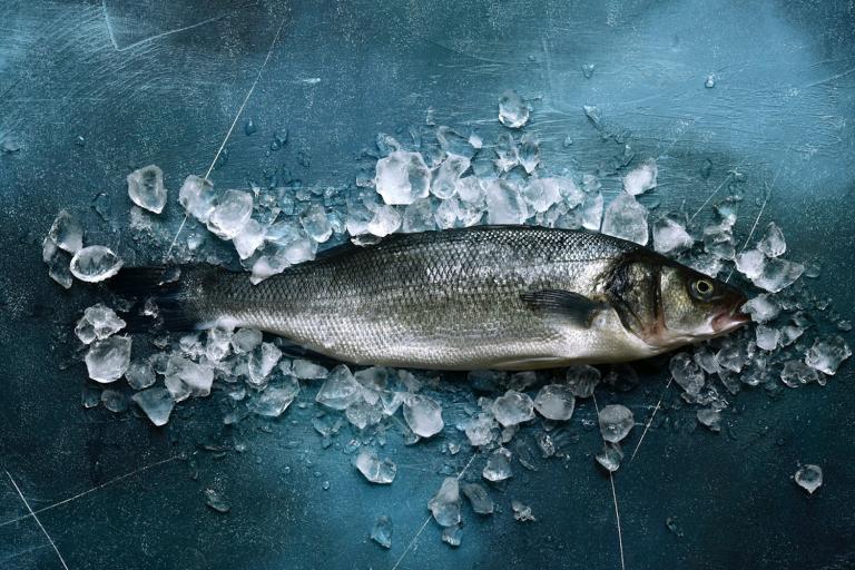Supply chain traceability: tackling 5 million tons of wasted seafood