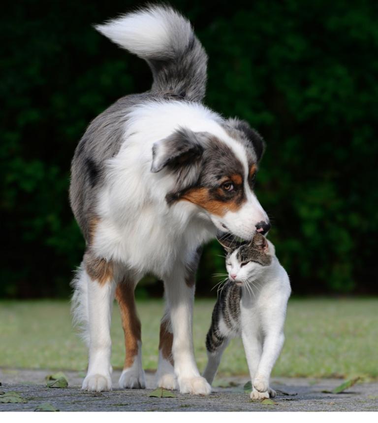 Cats or dogs: best navigator revealed
