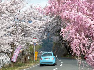 ADAS向けの地図技術を駆使して桜並木を走行する車